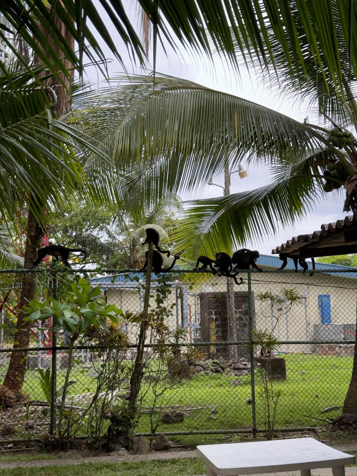 Casa Mamre Hostel Cahuita Bagian luar foto